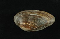 藏品(石蚌)的圖片